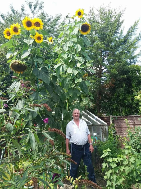 KING KONG SUNFLOWER Seeds, Multi-Headed Variety, Helianthus annuus, Premium Quality with Tracking