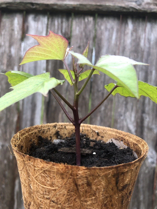 Rooted Purple Sweet Potato Plants - 3 Pack with Coir Pot - Ipomoea batatas - Live Plants Ready to Grow