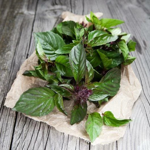Thai Basil Seeds - 500 Non-GMO Seeds for Container Gardening | Edible Herb for Asian Cooking | Ocimum basilicum var. thyrsiflora