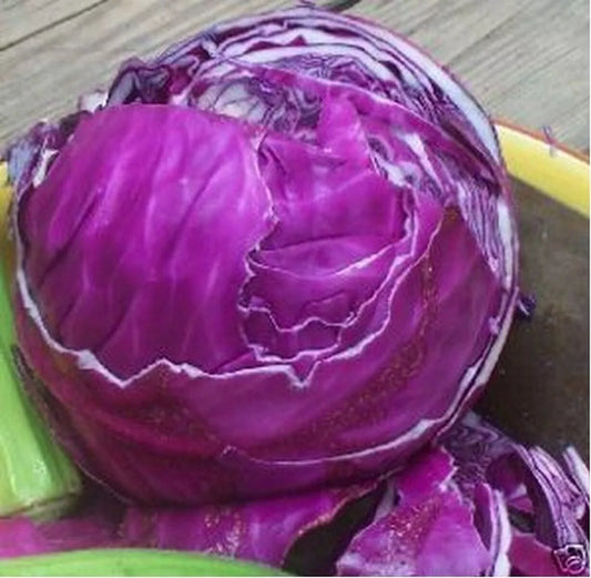 Red Acre Cabbage Seeds - 1000+ Heirloom Non-GMO - Brassica oleracea