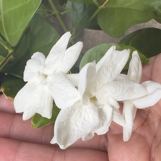 Arabian Sambac Jasmine Plant 4" Pot White Flowers Intensely Fragrant - Jasmine sambac