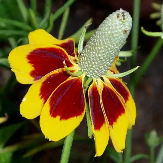 Coneflower Seeds - Mexican Hat Wildflower - Non-GMO Perennial - 500 Seeds - Pollinator Friendly