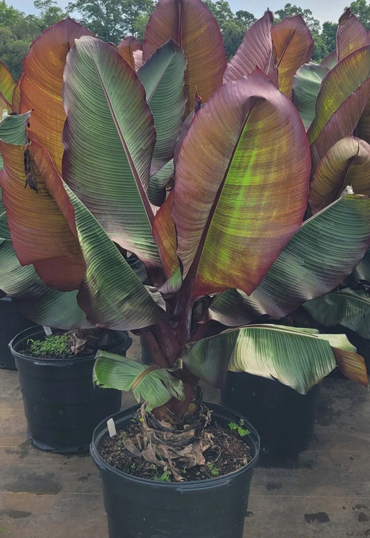 Red Banana Live Starter Plant - Musa Ensete Maurelli - Tropical Fruit Plant for Home Garden