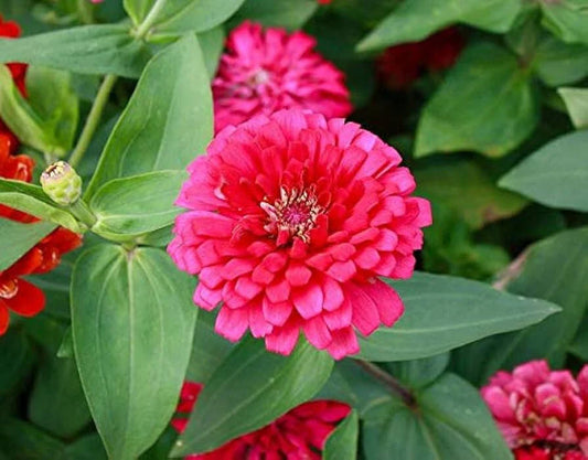 Pink Marigold Seeds - 25+ Pack for Garden Planting - Tagetes erecta - USA Grown - Flower Seeds