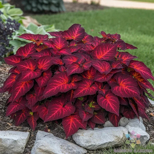 Coleus Seeds - 25+ Superfine Rainbow Volcano - Coleus blumei - USA Grown - Free Shipping