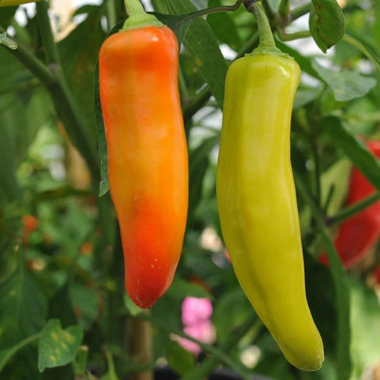 Hungarian Wax Hot Pepper Seeds, Non-GMO, Hot Banana Pepper, Variety Sizes, Capsicum annuum