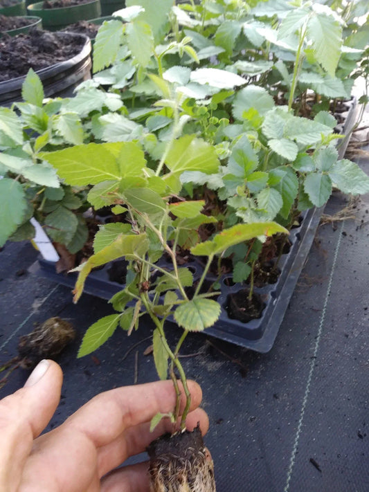 Chester Thornless Blackberry Plant - 1 Healthy Non-GMO Plant (Rubus fruticosus) - Pesticide-Free Edible Gardening