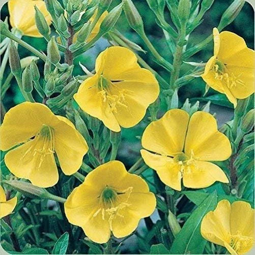Yellow Common Evening Primrose Seeds - 2000+ Medicinal Herb - Oenothera biennis - Night Willow-herb - USA