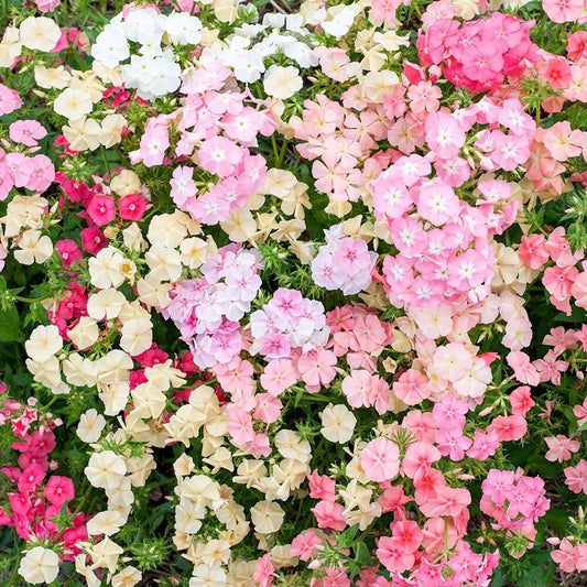 Phlox Seeds for Garden Planting - 100+ Sheep Phlox Variety - Free Shipping - Phlox subulata
