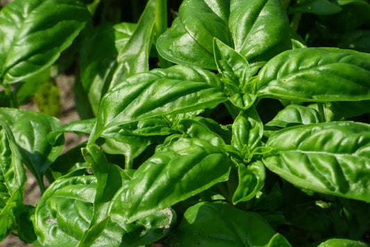 Italian Large Leaf Basil Seeds - 200+ Pack, Ocimum basilicum - Perfect for Culinary Use and Home Gardening