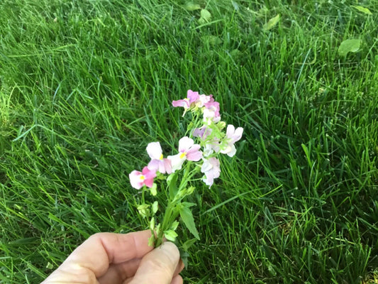 Nemesia Seeds - 150 Count - Poetry Opal Innocence - Perennial Cape Snapdragon - Flowering Plant