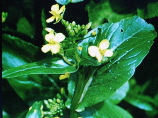 Tsai Sim Seeds - Chinese Green for Salads & Stir Fry - Tender with Sweet Flower Buds - Brassica rapa var. chinensis