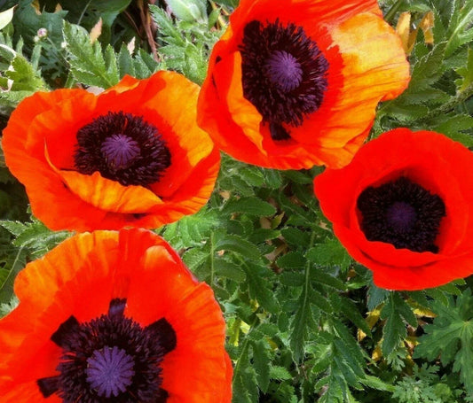 Oriental Poppy Seeds 200+ Perennial Flower Garden Reddish Orange Papaver orientale