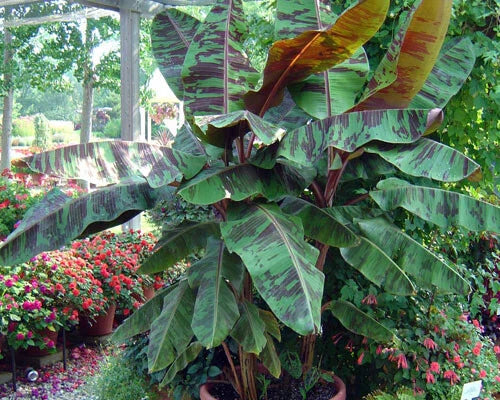 Variegated Sumatrana Rojo Blood Banana Starter Plant - Musa acuminata - Unique Tropical Houseplant