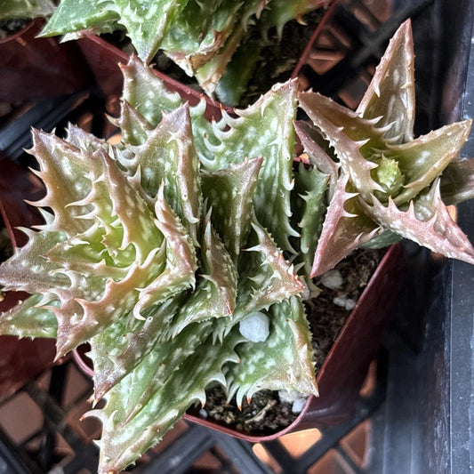 Aloe Plant 2" Pot Hybrid Variety 'Crosby's Prolific' Well Rooted Succulent - Rare Houseplant