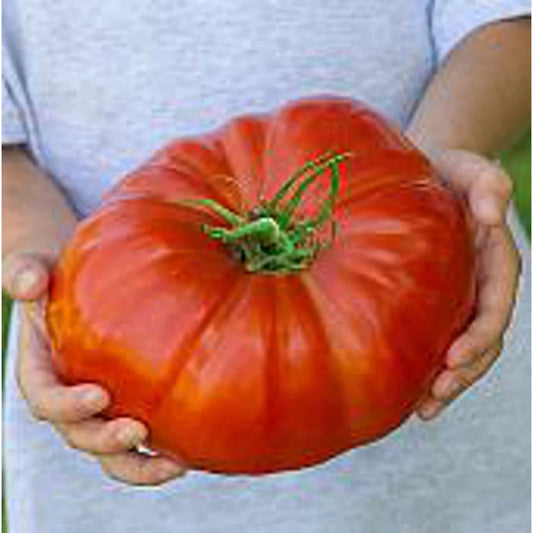 Steakhouse Tomato Seeds 20+ Non-GMO Heirloom Vegetable Seeds Solanum lycopersicum