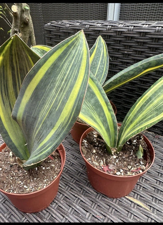 Sansevieria Masoniana Variegated Whale Fin Plant in 6” Pot - Unique Snake Plant, Indoor Houseplant