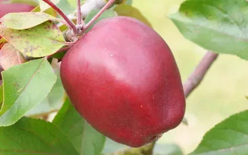 Niedzwetzkyana Crabapple Seeds - 25+ Pack for Garden Planting - Malus niedzwetzkyana - USA