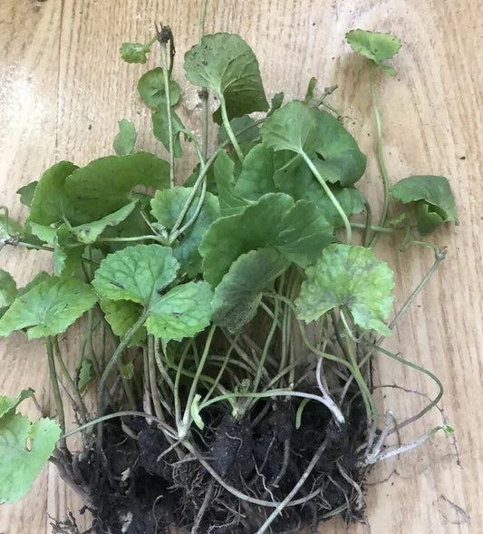 Pennywort Gotu Kola Live Plant - 10 Pieces Bare Root for Gardening - Hydrocotyle asiatica