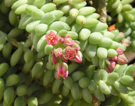 Unrooted 4'' Donkey Tail Cutting, Sedum Morganianum, Hanging Succulent Plant, Easy Care, Indoor/Outdoor Decor