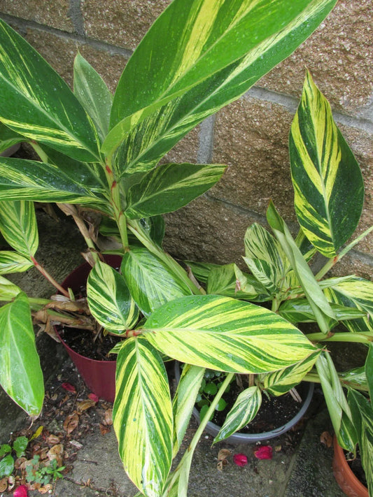 Variegated Ginger Rooted Cutting - Alpinia zerumbet - Tropical Houseplant with Stunning Foliage