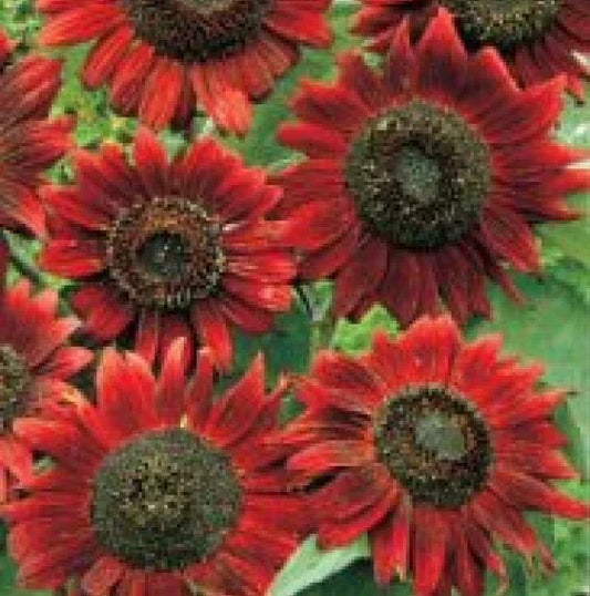 Velvet Queen Sunflower Seeds - 20 Fresh Heirloom Seeds - Helianthus annuus - Free USA Shipping