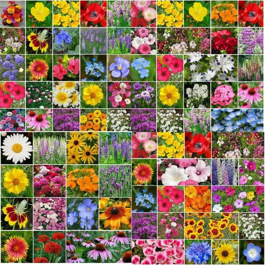 Wildflower Mix Bulk 5000 Seeds Non-GMO Landscaper’s Pack for Gardens and Pollinators