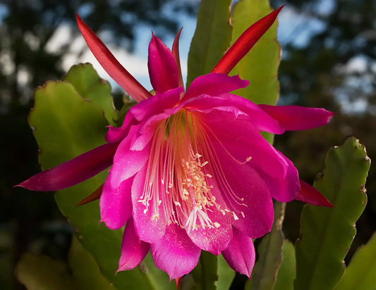 Epiphyllum Hybrid 'Kiwi' Cutting - 7" Orchid Cactus - Huge Pink Flowers - Succulent Plant