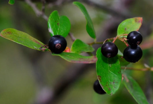 Sparkleberry Tree Seeds - 15+ Pre-Stratified Seeds for Fruiting Shrub - Vaccinium arboreum