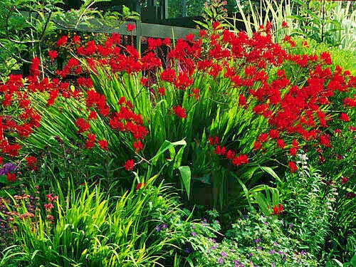 Crocosmia Seeds - 113 Count - Bright Red Flowers - Easy to Grow - Crocosmia Lucifer - USA Seller