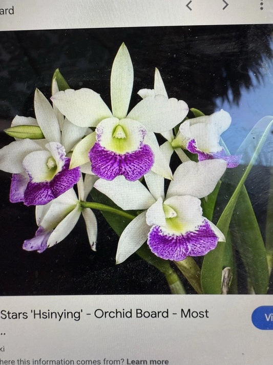 Cattleya Orchid Plant 2 Stem Bare Root Hawaiian Stars - Live Flowering Plant (As Is)
