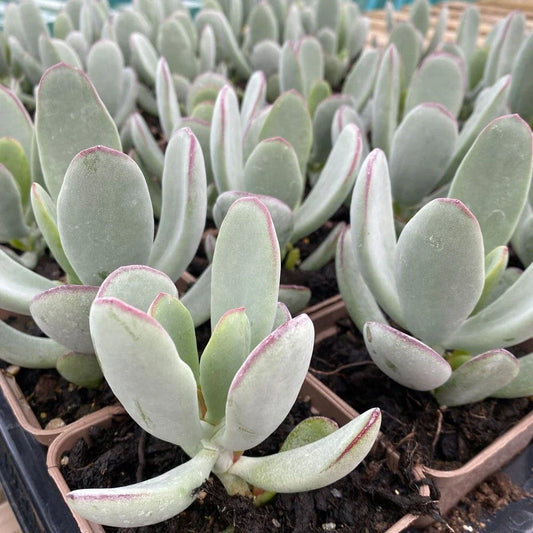 Cotyledon 'Silver Peak' Succulent Bare Root 4" - Rare Live Plant, Drought-Tolerant Houseplant, Ideal for Indoor Gardening