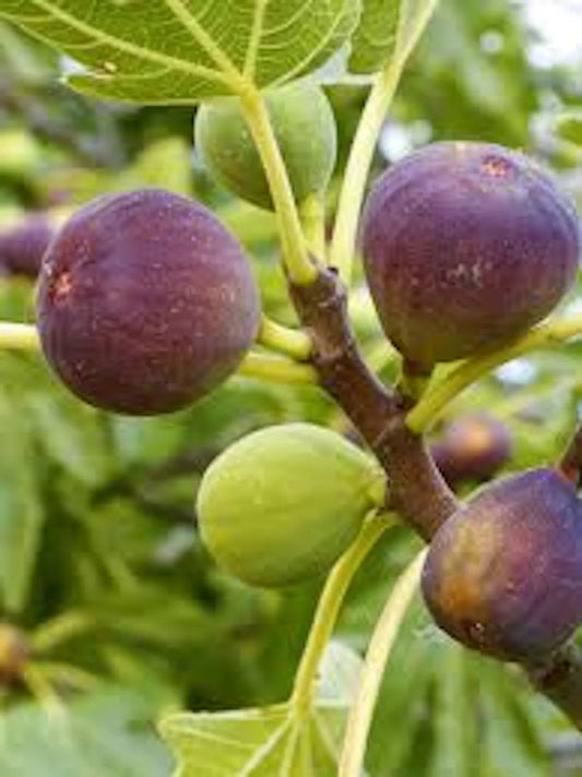 Brown Turkey Fig Tree Starter Plant - 3 Pack, Fruiting Ficus Carica, Edible Fruit, Ideal for Warm Climates