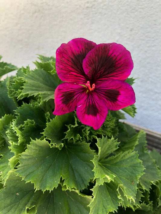 Rooted Live Plant - Unique Purple Geranium - Pelargonium - 9'' Pot Size