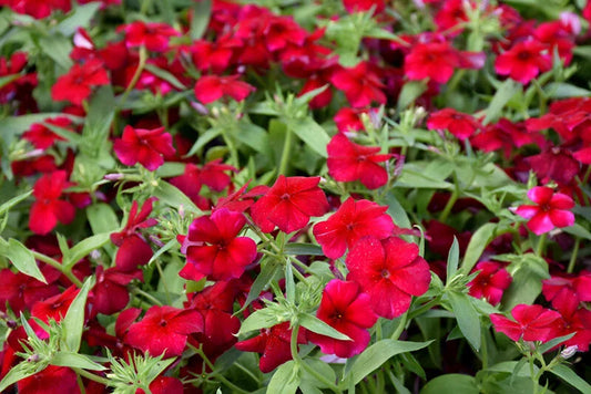 Phlox Seeds - 100+ Heirloom Red Drummondii - Fragrant Annual Flower Seeds for Garden Planting