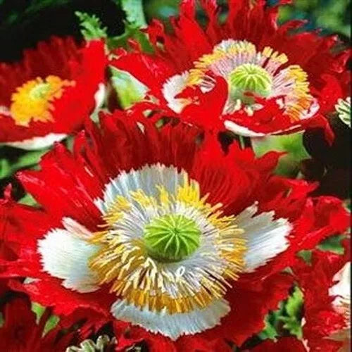 Poppy Seeds – 1000 Non-GMO Danish Flag Red & White Cross for Pollinators – Papaver Rhoeas