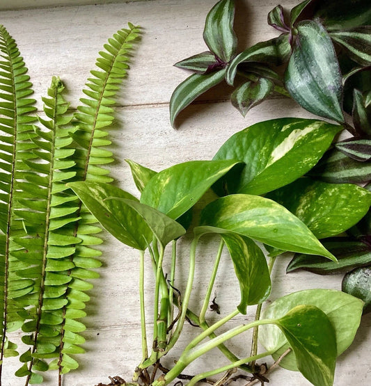 Rooted Plant Cutting Variety Pack - 15 Total Cuttings - Assorted Houseplants - Ideal for Propagation