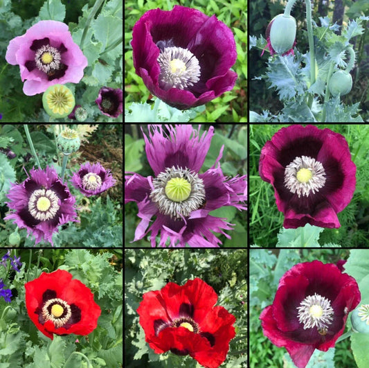 Poppy Seeds Mix 1000 Non-GMO Breadseed Colorful Pods Papaver somniferum