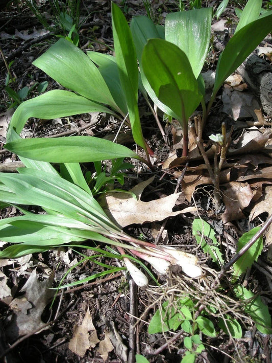 Organic Tricoccum Wild Ramps Leek Bulbs - 50 Bare Root Allium for Planting