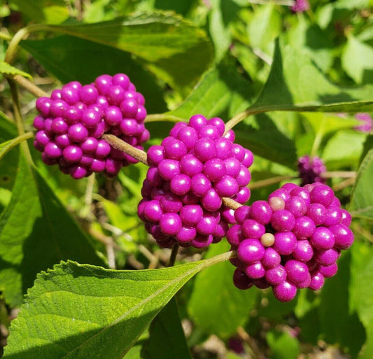 Beauty Berry Seeds | 25 Pack | Edible Wild Florida Native | Callicarpa Americana