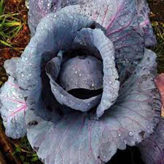 Red Acre Cabbage Seeds, Heirloom Non-GMO, 100 Seeds, Brassica oleracea var. capitata