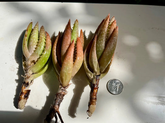 Red Green Succulent Plant 3 Heads - Rare Live Rooted Variety - Perfect for Home Decor or Gardening - Ideal Houseplant