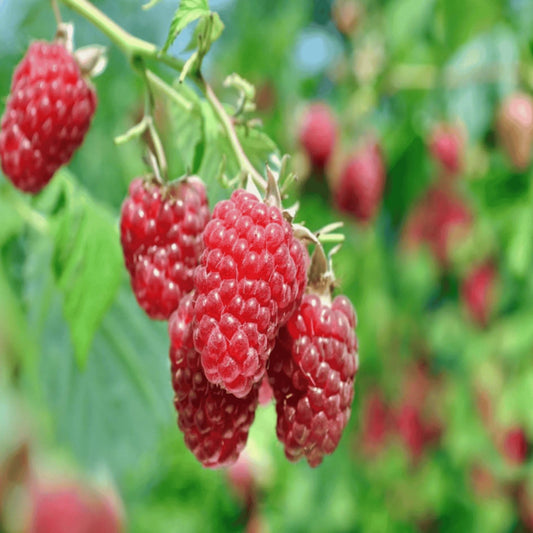 Raspberry Canes - Bare Root, Joan J Variety, 1-Year-Old - Rubus idaeus