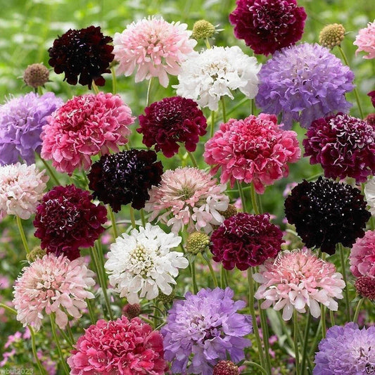 Pincushion Flower Seeds Mix - 100 Fresh Colorful Scabiosa Flowers - Perfect for Gardens
