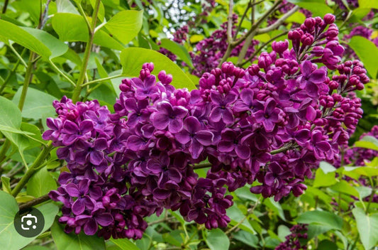 Ludwig Spaeth Lilac Starter Plant - Small Well-Rooted - Syringa vulgaris - 4-8” Tall