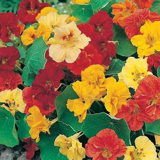 Nasturtium Seeds Dwarf Jewel Mix - Edible Non-GMO Garden Seeds - 25 Count - Tropaeolum majus