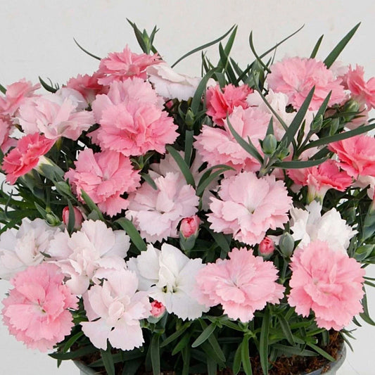 Dianthus Plants 2 Pack - Easy to Grow Everlast Pink to White - Dianthus chinensis
