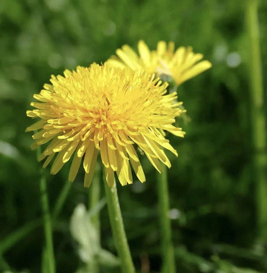 Dandelion Seeds 250++ - Taraxacum officinale - Medicinal and Edible Herb Seeds