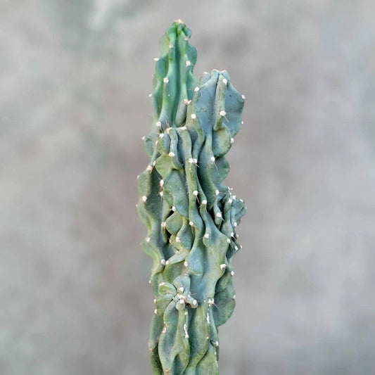 Cereus peruvianus var. monstrose - Peruvian Apple Cactus - Unique Monstrose Variety - Indoor/Outdoor Succulent Plant