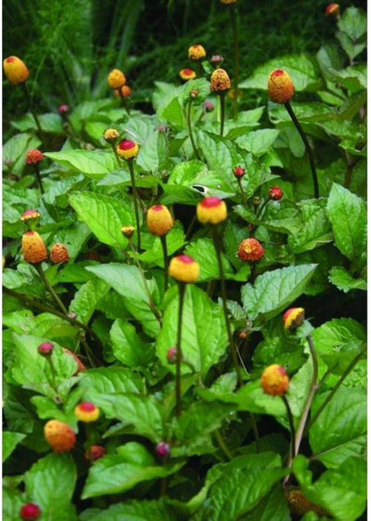 Toothache Plant Seeds - Organic 20+ Seeds - Spilanthes acmella oleracea - Herbal Remedies